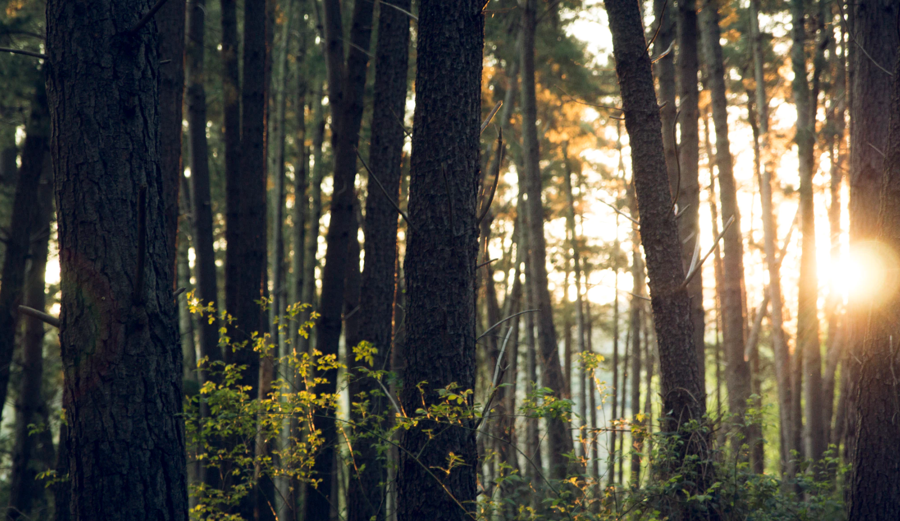 Go green with sustainable promotional products